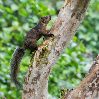 Arenal - Hanging Bridges - Red-tailed squirrel